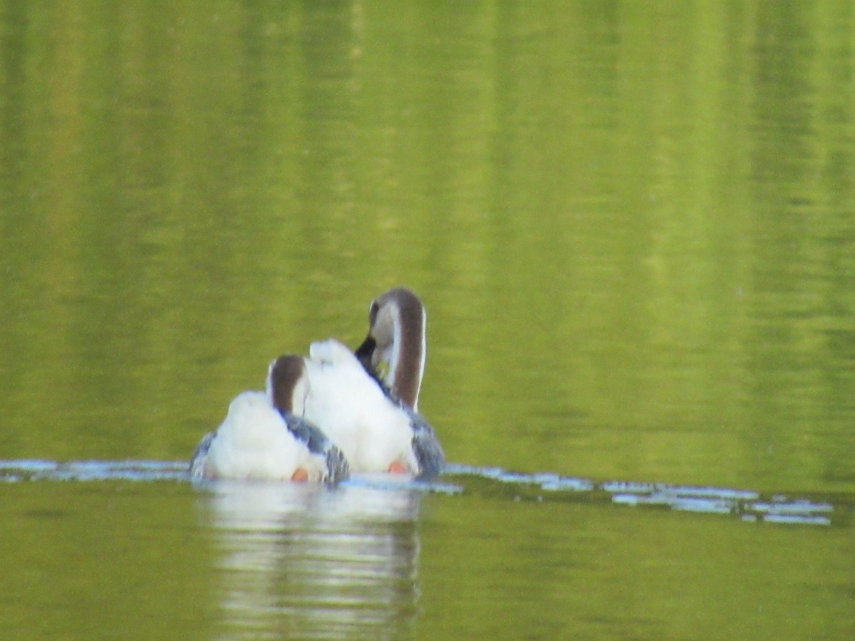 Swan Goose (Domestic type) - ML251412101