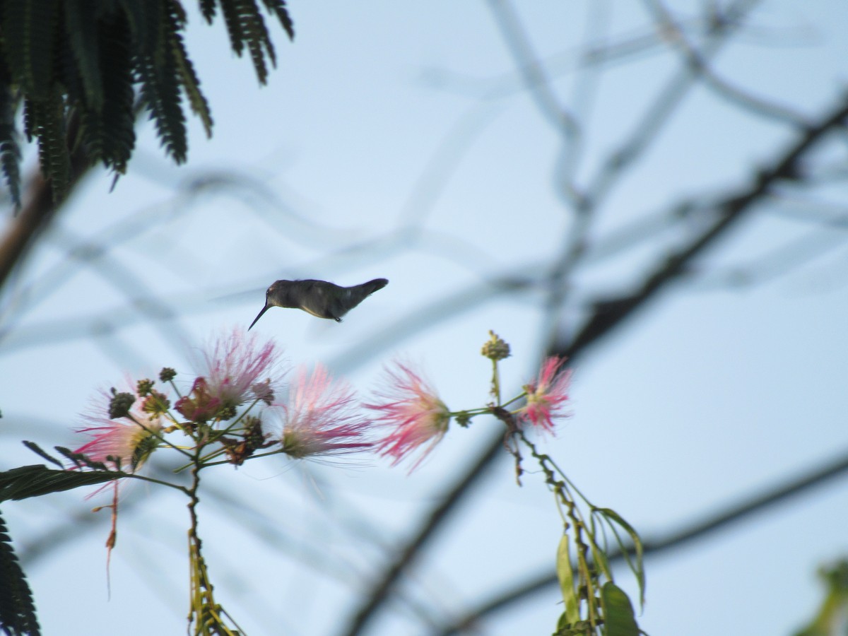 Ruby-throated Hummingbird - ML251412131