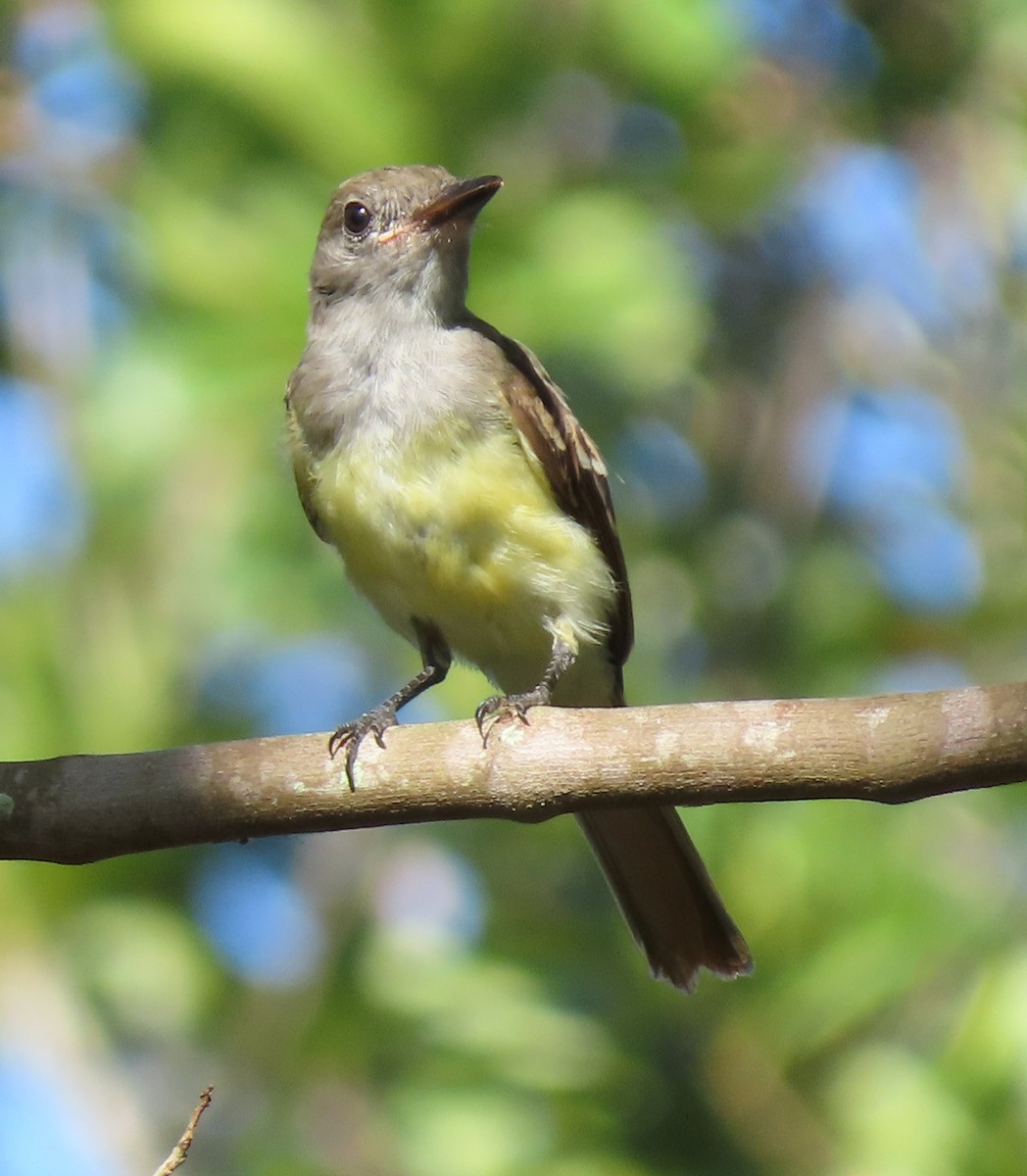 Great Crested Flycatcher - ML251412541