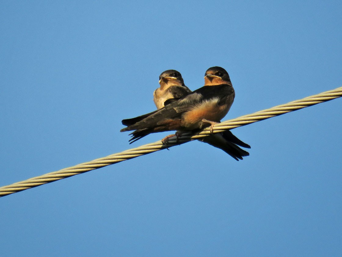 Barn Swallow - ML251412781