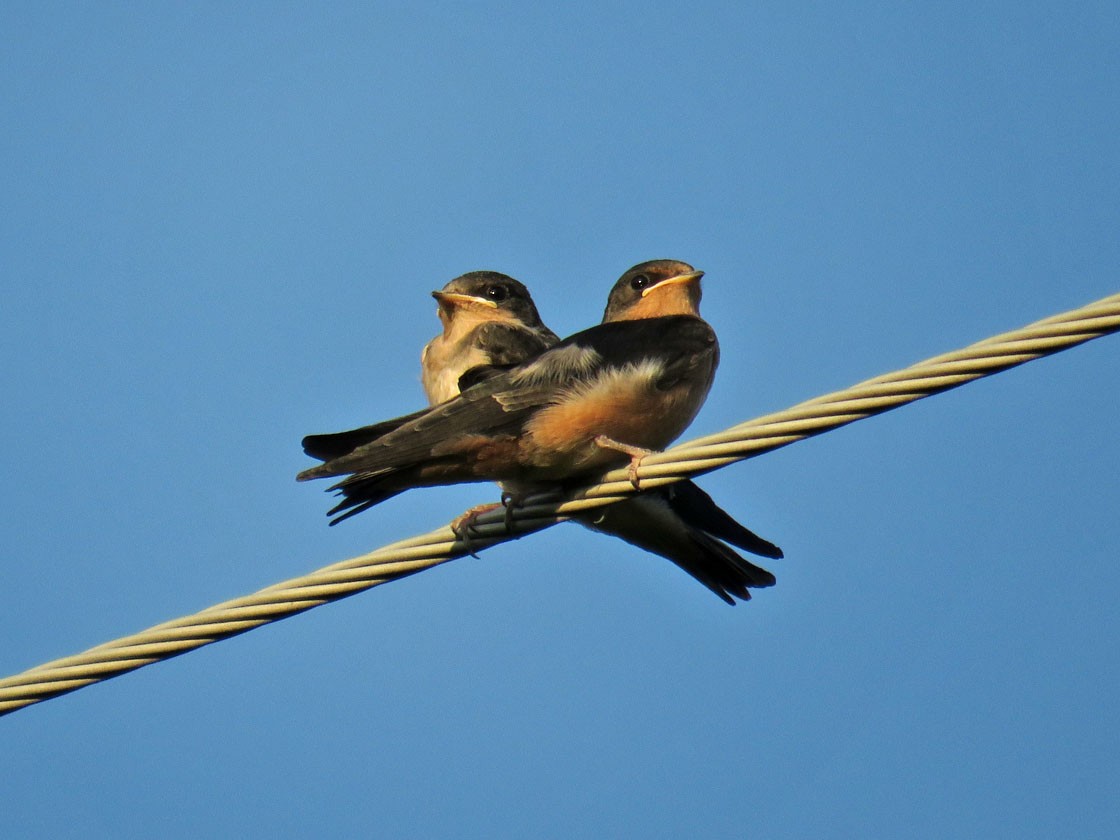 Barn Swallow - ML251412801