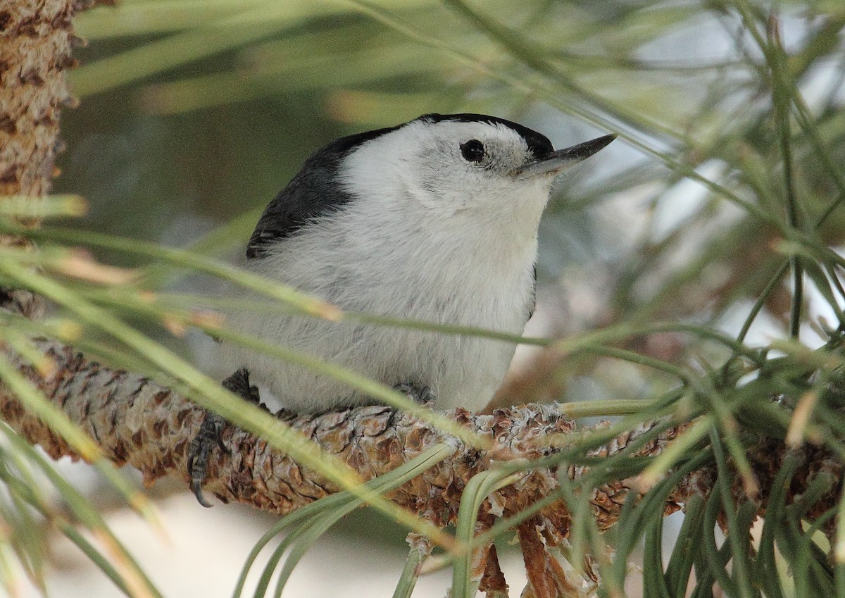 White-breasted Nuthatch - ML25141491