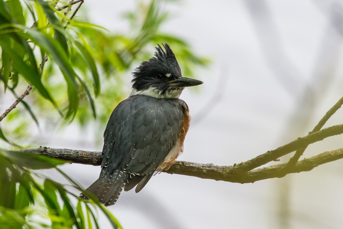 Belted Kingfisher - Frank King