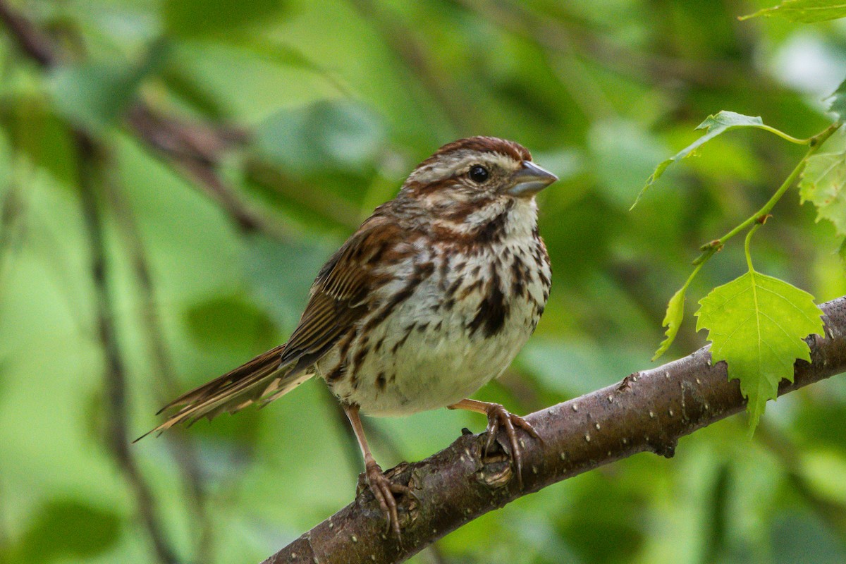 Song Sparrow - Frank King