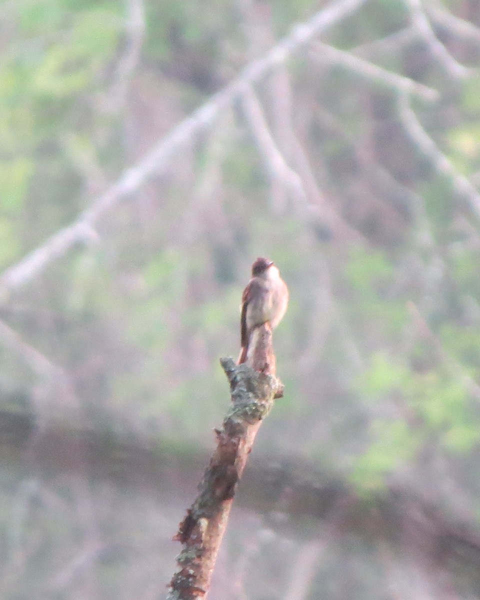 Eastern Wood-Pewee - Tristan Lowery