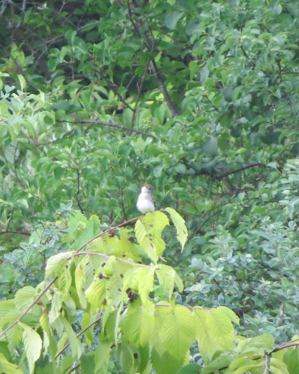 Willow Flycatcher - ML251417351