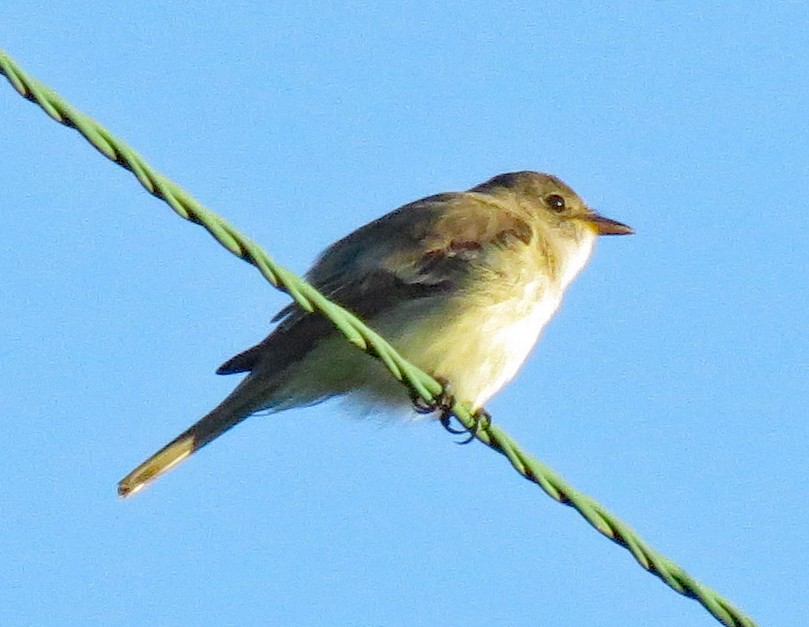 Willow Flycatcher - ML251418411