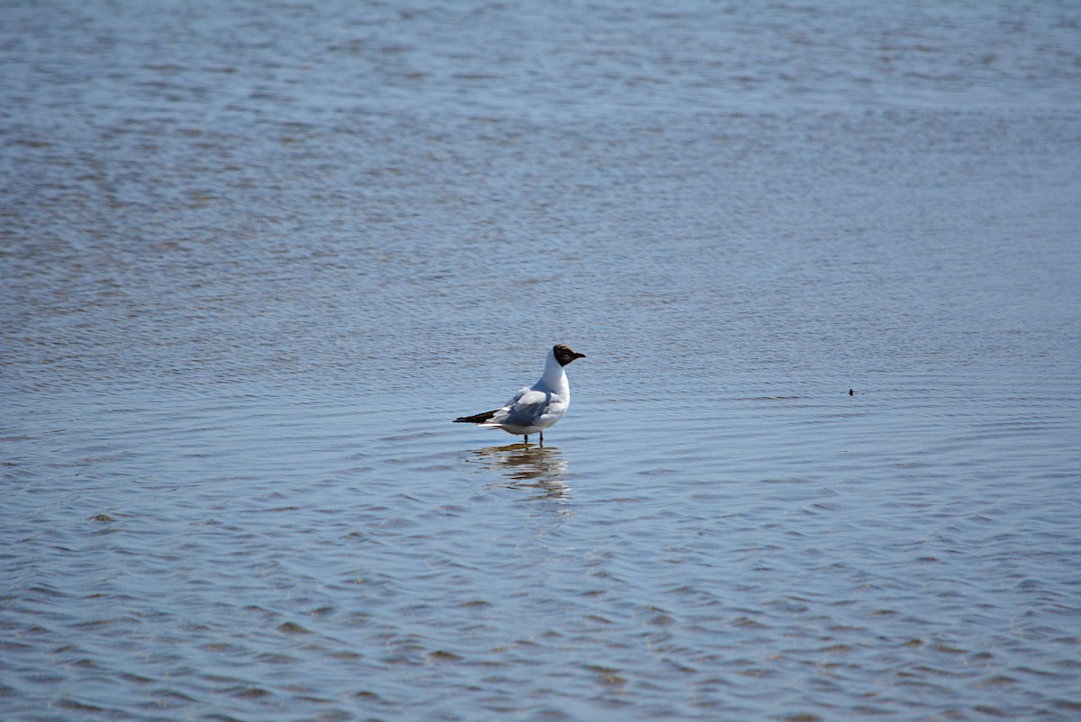 Mouette rieuse - ML251418921