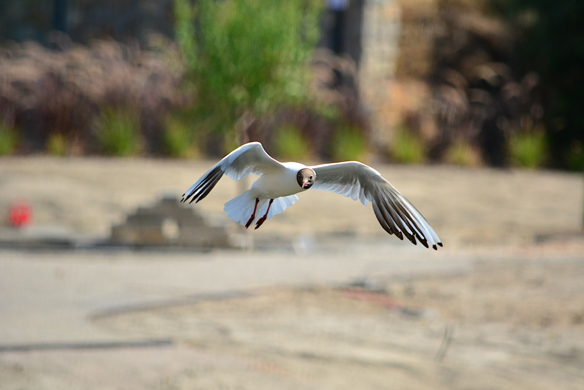 Black-headed Gull - ML251419081