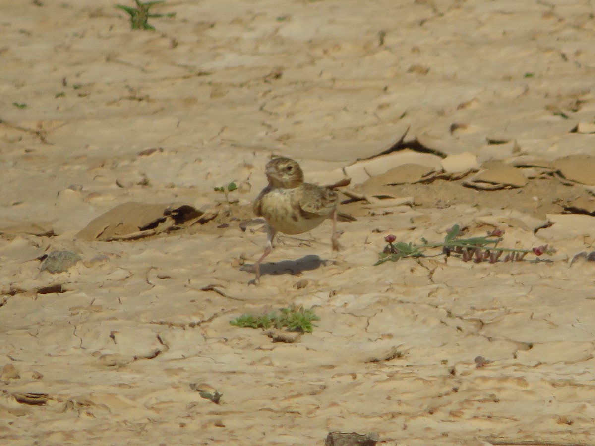 Black-crowned Sparrow-Lark - Alexandre Hespanhol Leitão