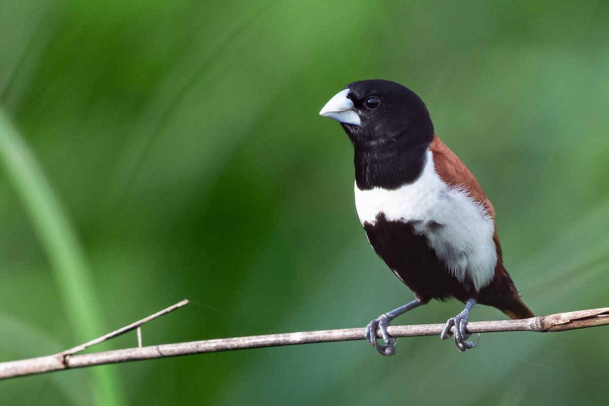 Tricolored Munia - ML251420551