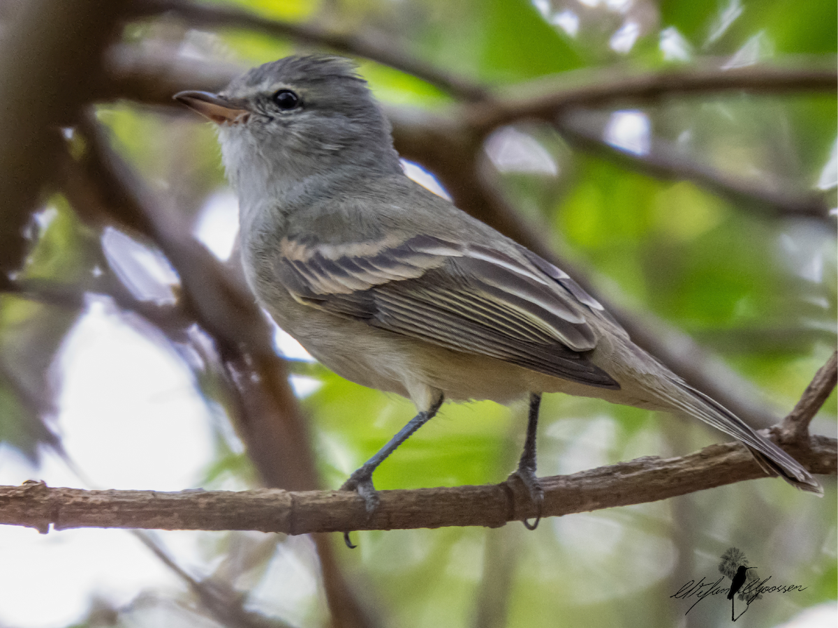 Southern Beardless-Tyrannulet - ML251420571