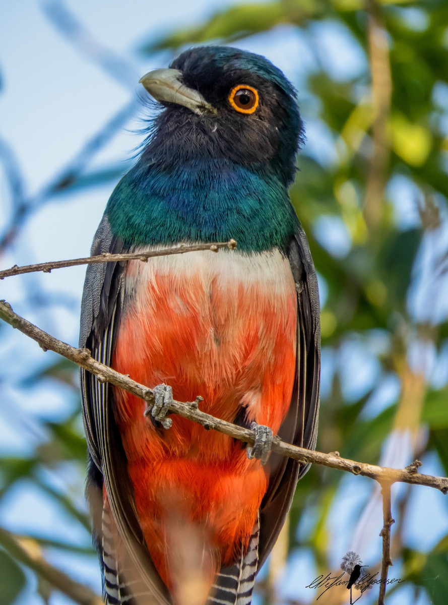 trogon modrotemenný - ML251420721