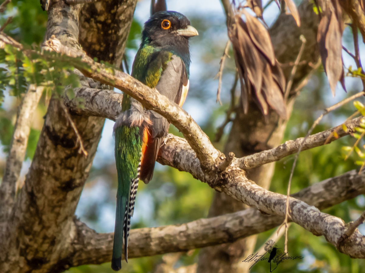 trogon modrotemenný - ML251421001