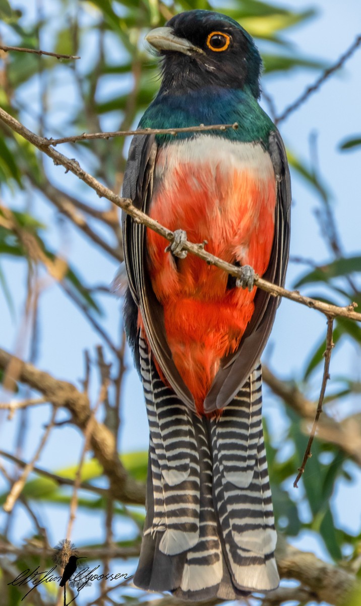 trogon modrotemenný - ML251421281