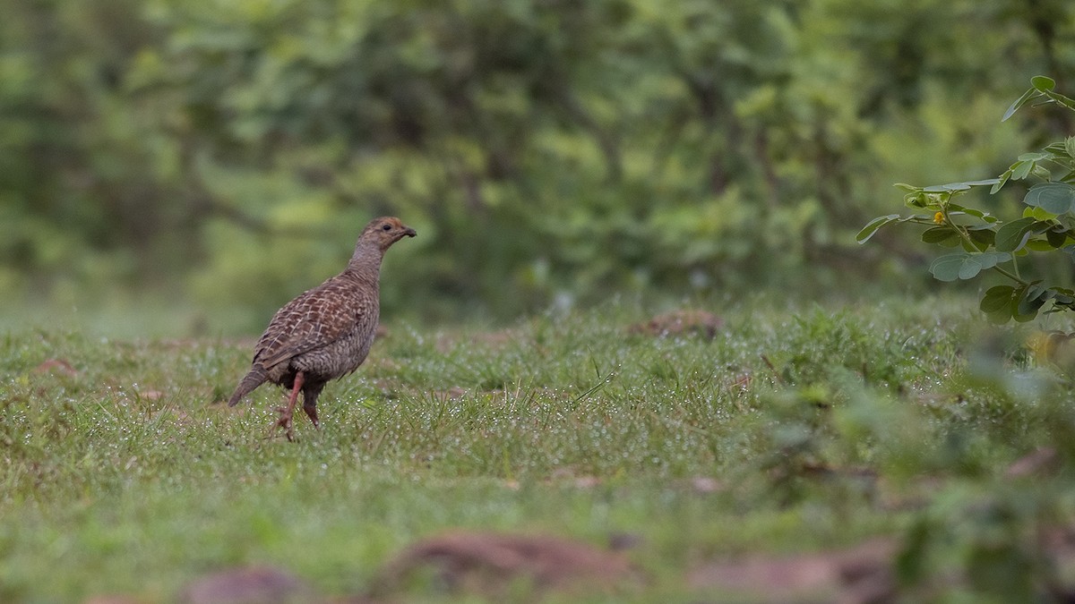 Gray Francolin - ML251421481