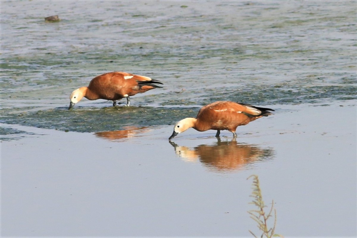 Ruddy Shelduck - ML251421771