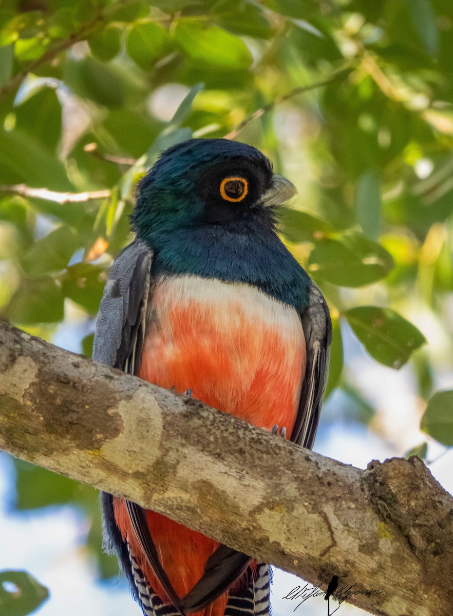 trogon modrotemenný - ML251422571