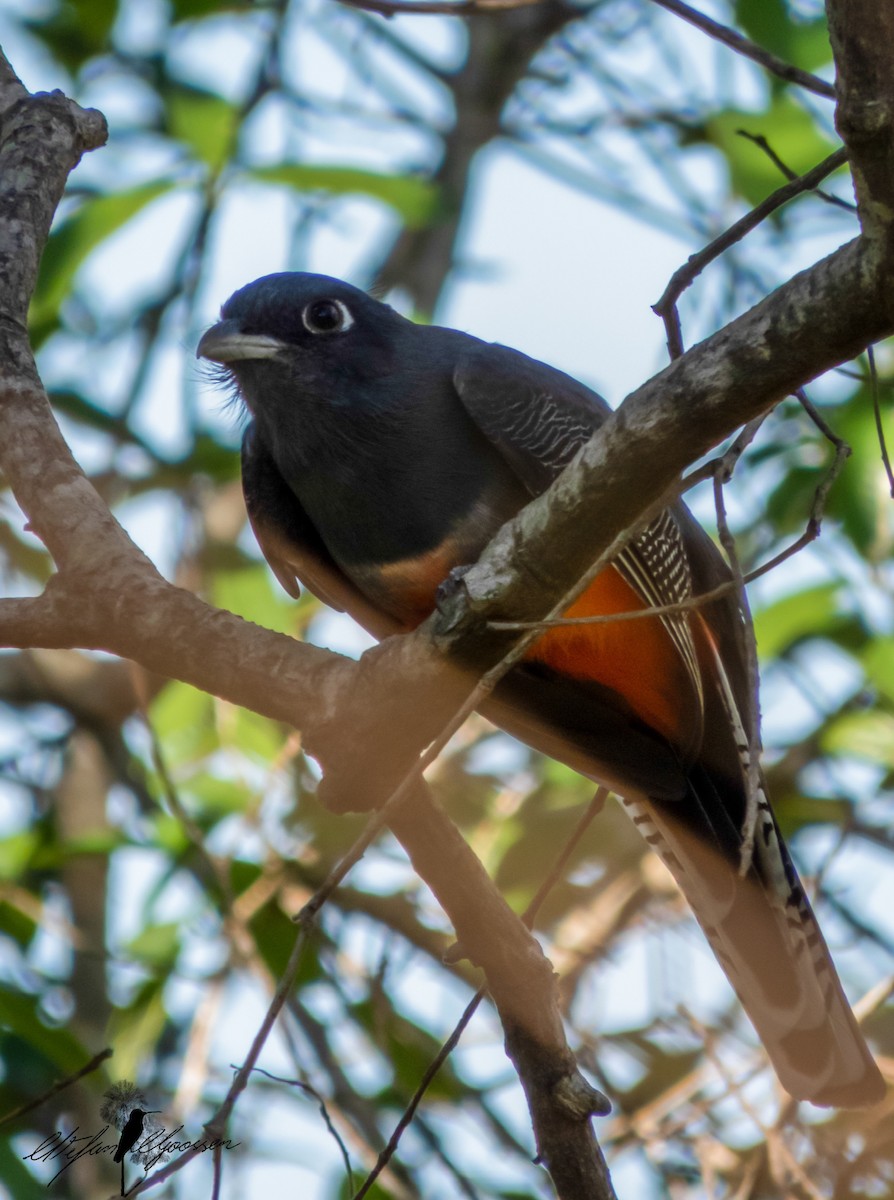 trogon modrotemenný - ML251422611