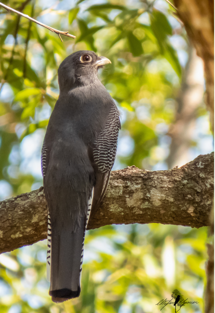 trogon modrotemenný - ML251423161