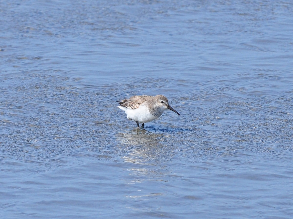 Dunlin - Shun-Yun Chang