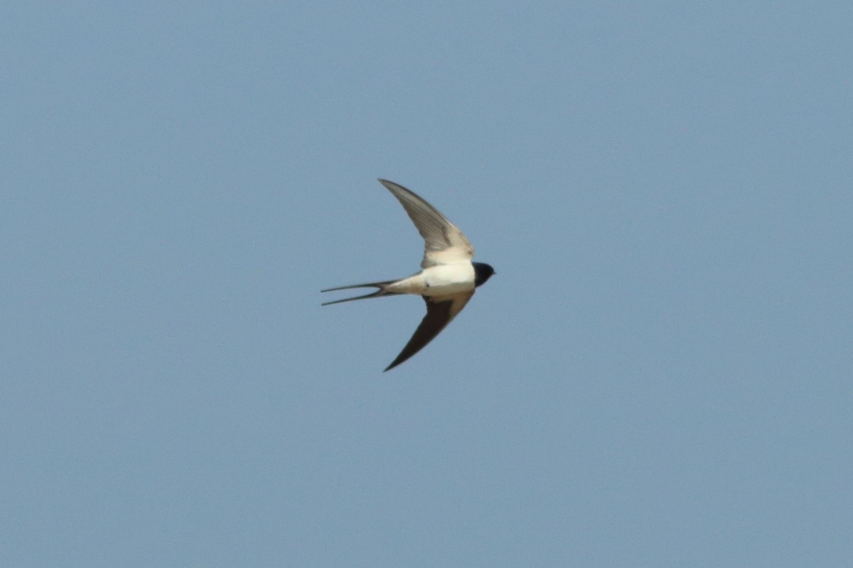 Barn Swallow - Alexandre Hespanhol Leitão