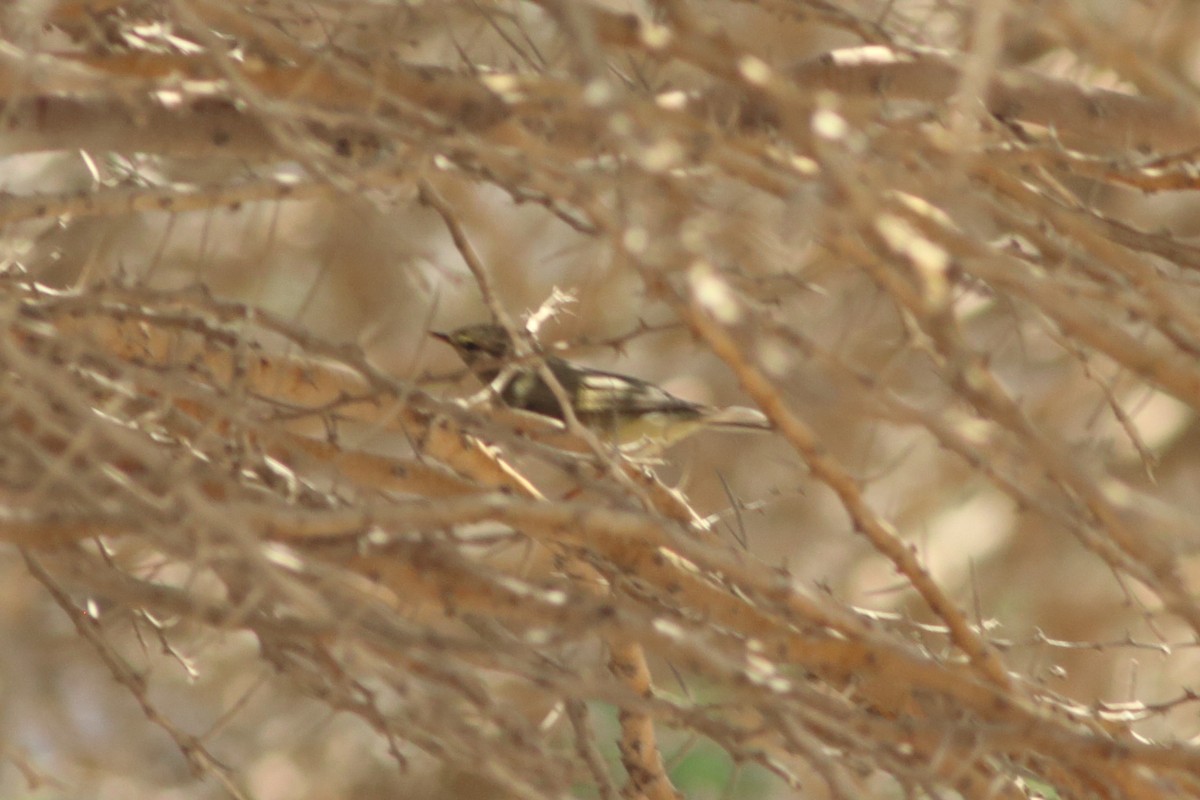 Willow Warbler - Alexandre Hespanhol Leitão