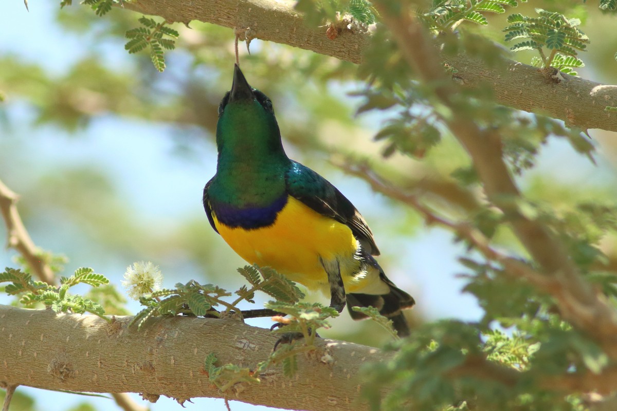 Nile Valley Sunbird - Alexandre Hespanhol Leitão