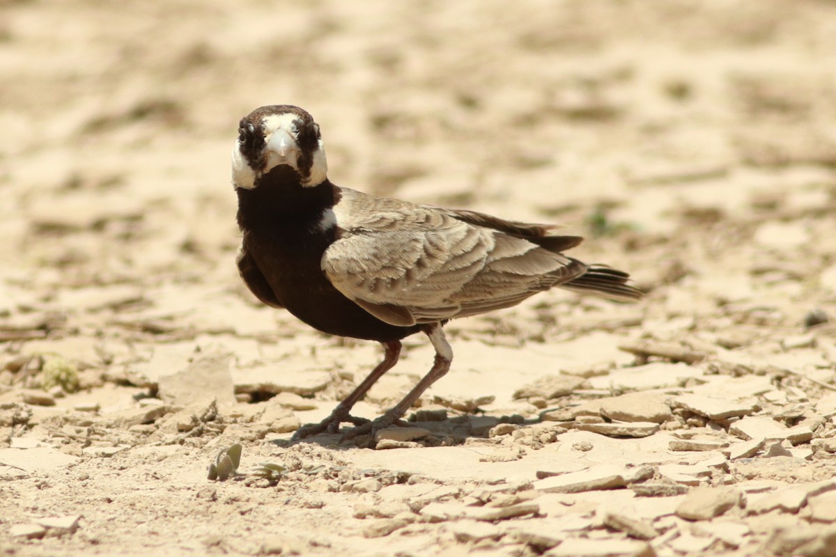 Black-crowned Sparrow-Lark - Alexandre Hespanhol Leitão