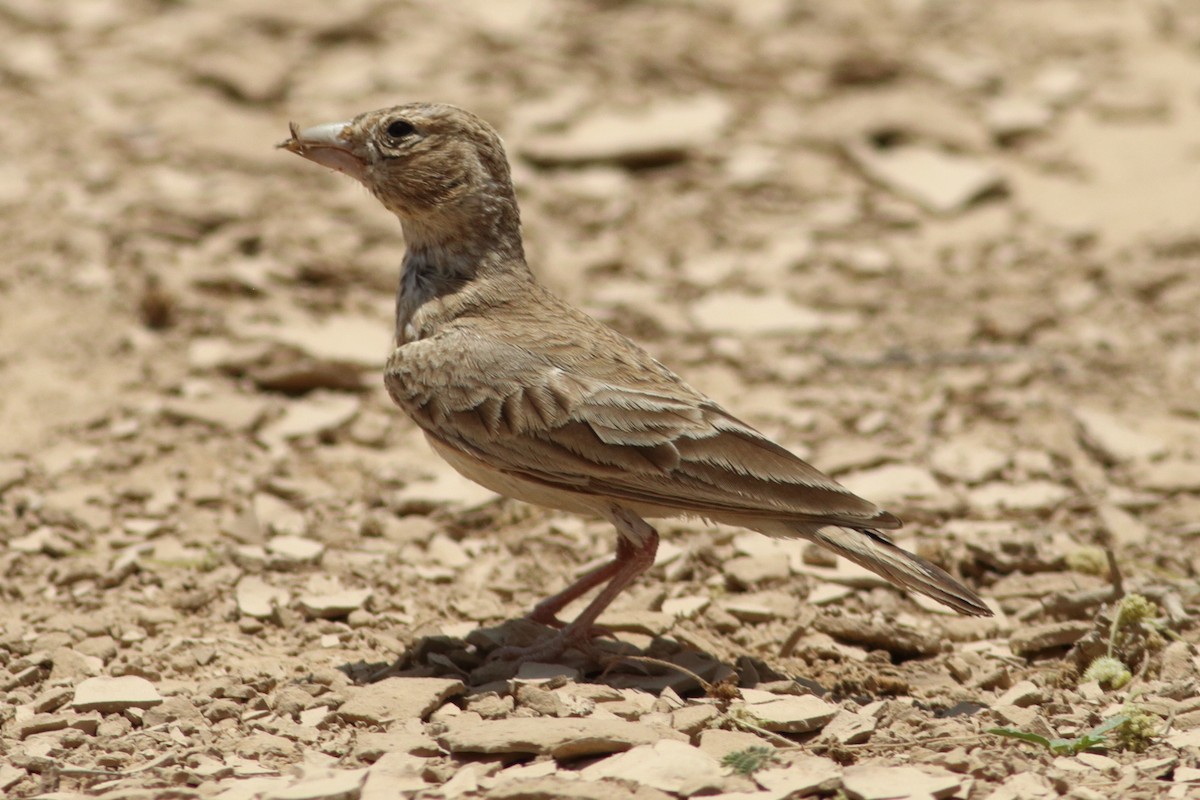 Black-crowned Sparrow-Lark - Alexandre Hespanhol Leitão