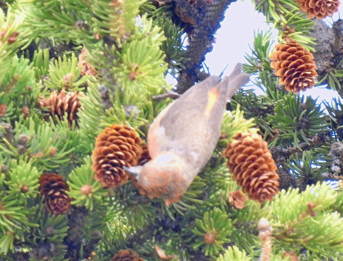 Red Crossbill - Lauri Taylor