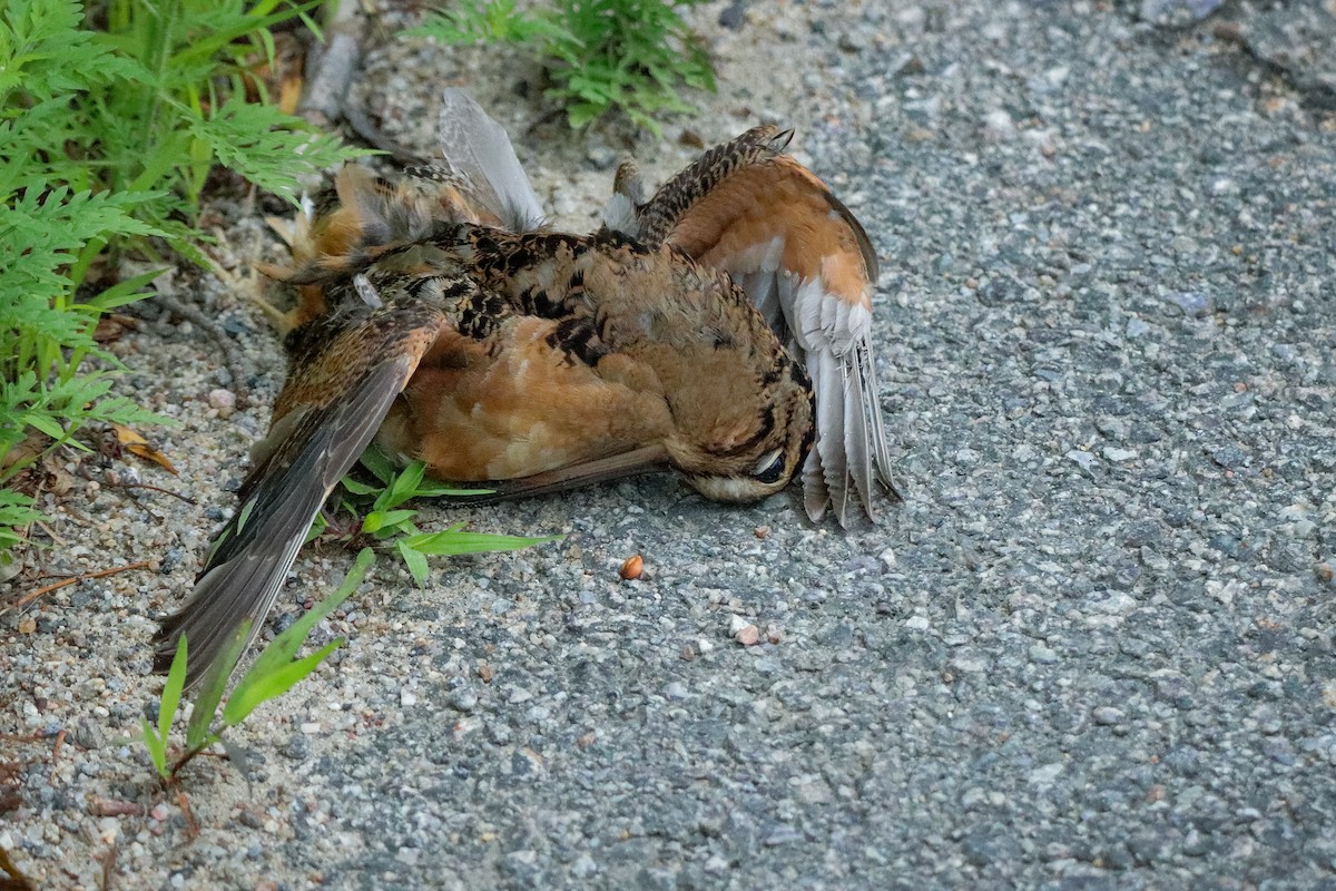 American Woodcock - ML251425711