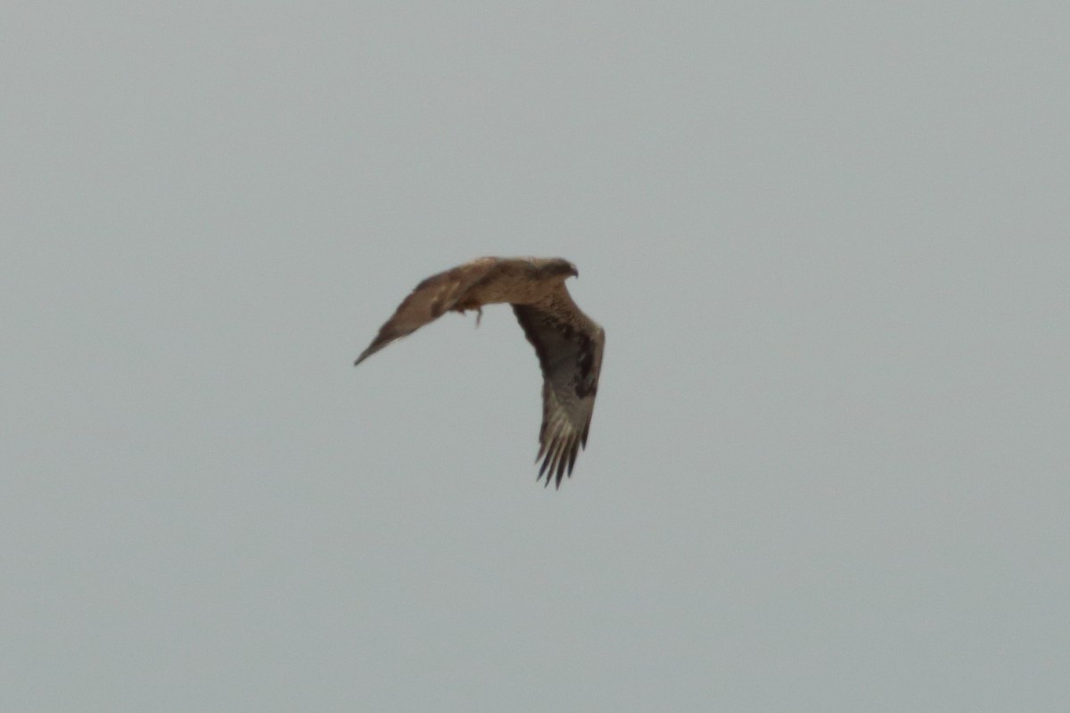 Águila Perdicera - ML251425921