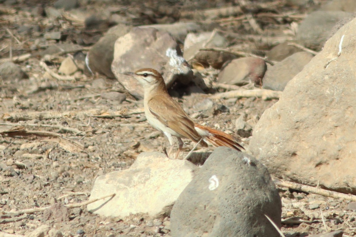 Rufous-tailed Scrub-Robin (African) - ML251426331