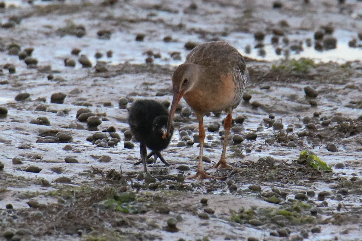 Clapper Rail (Atlantic Coast) - Steve Myers