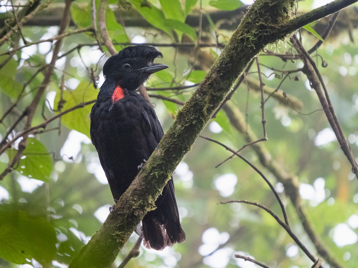 Bare-necked Umbrellabird - ML251426761