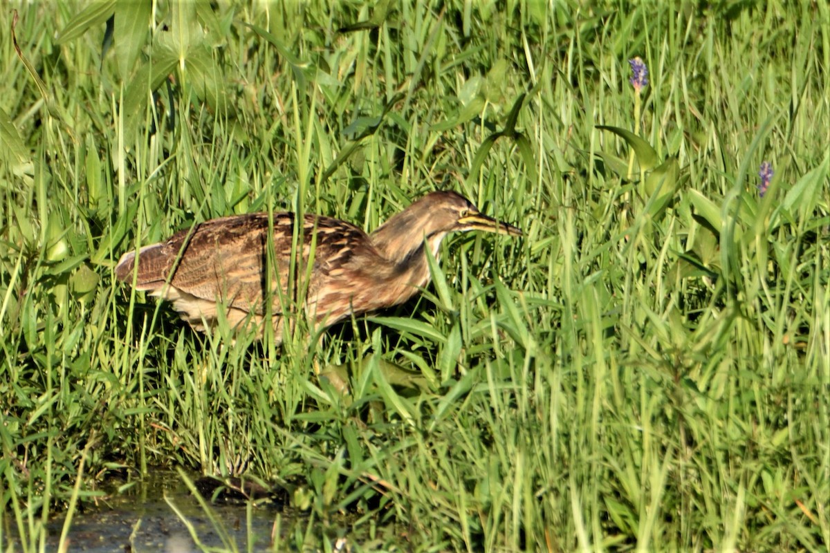 American Bittern - FELIX-MARIE AFFA'A