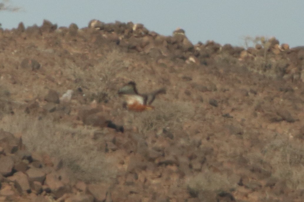 Augur Buzzard (Archer's) - ML251427211