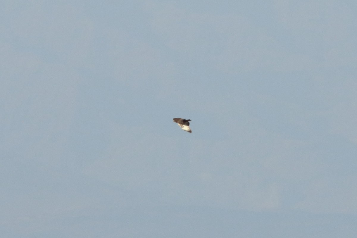 Augur Buzzard (Archer's) - Alexandre Hespanhol Leitão