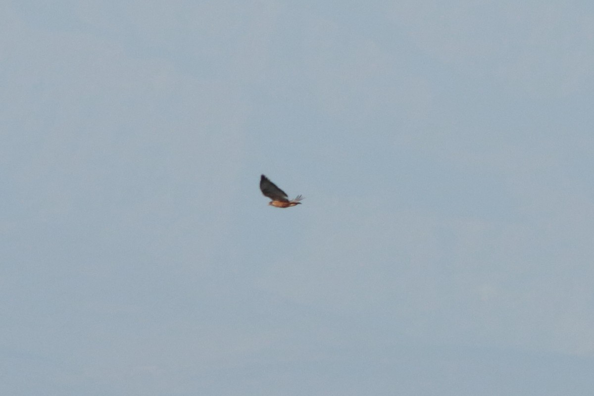 Augur Buzzard (Archer's) - ML251427251