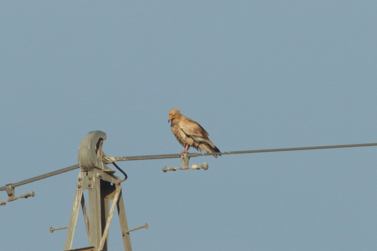 Egyptian Vulture - ML251427441