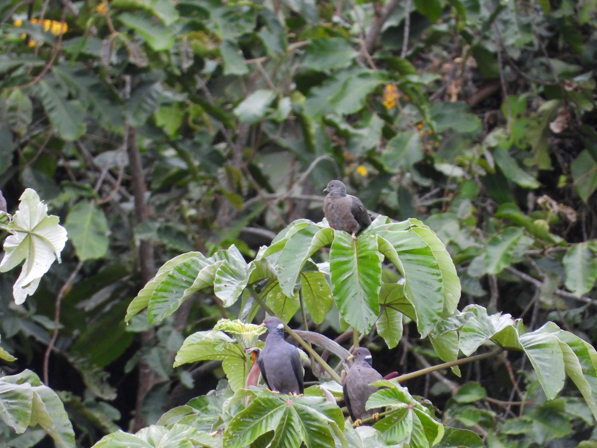 Band-tailed Pigeon - ML251428981