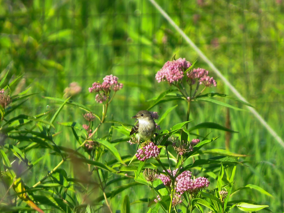 Willow Flycatcher - ML251429351