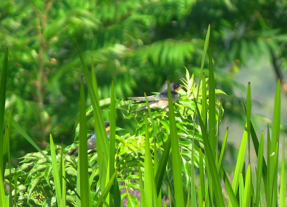 Barn Swallow - ML251429411