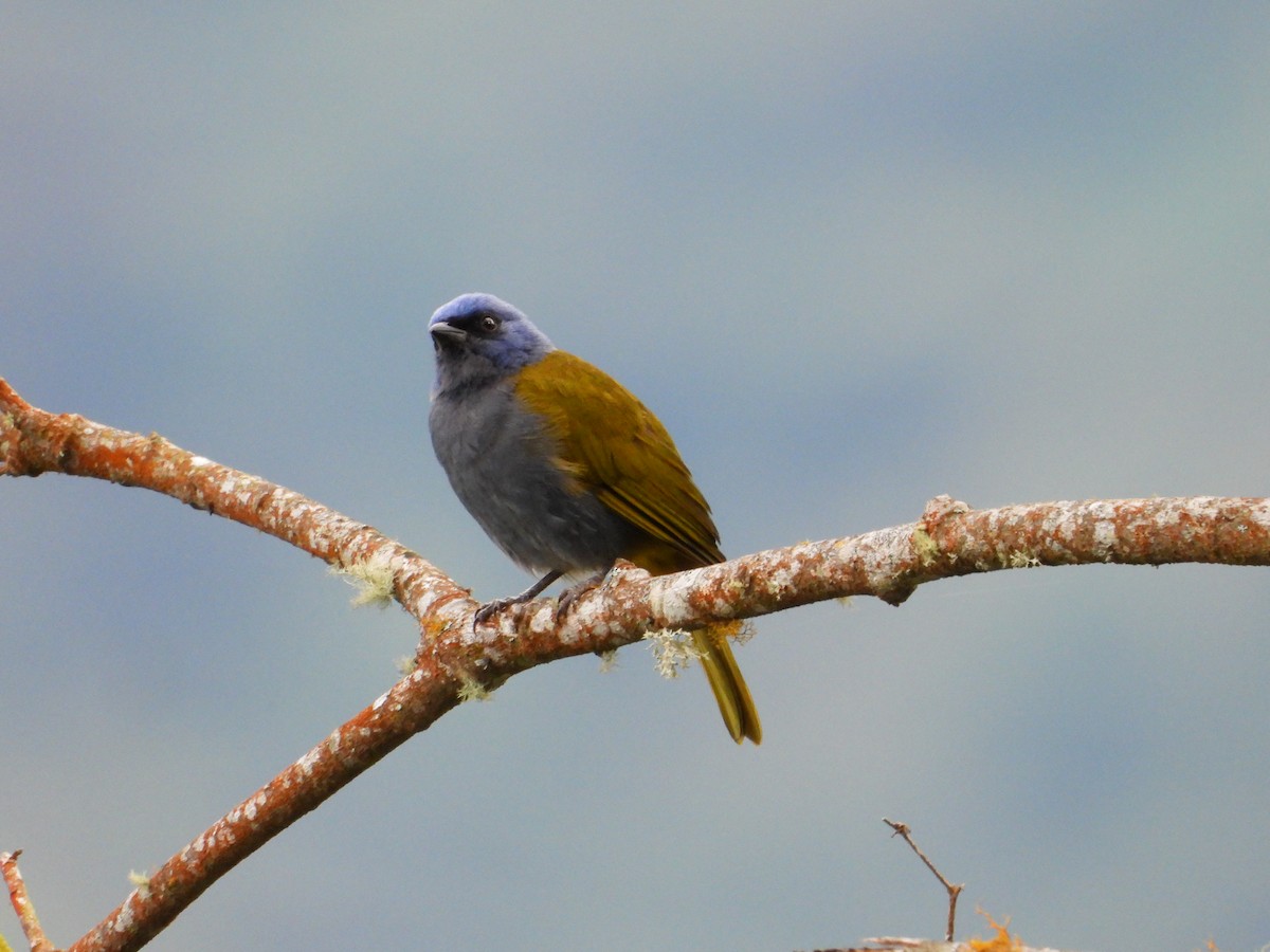 Blue-capped Tanager - ML251429531