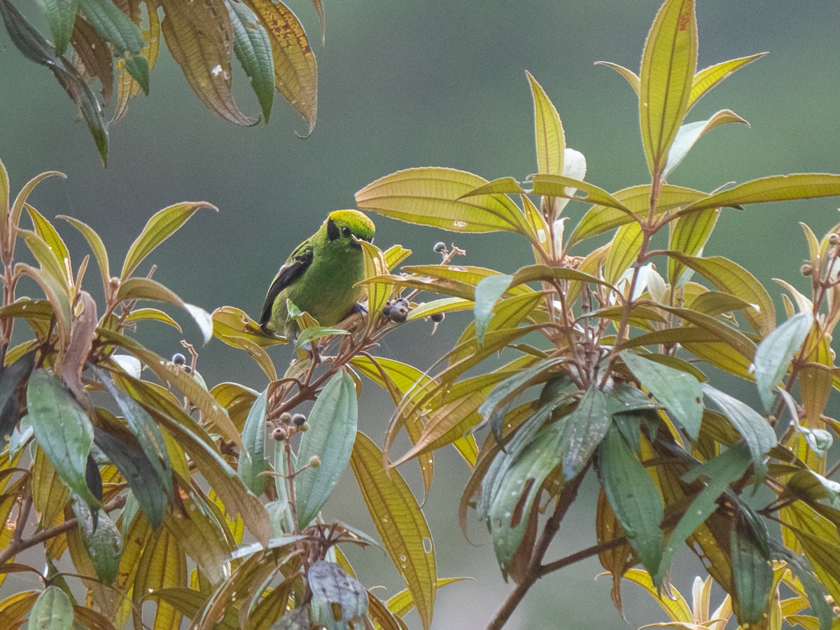 Emerald Tanager - ML251430191