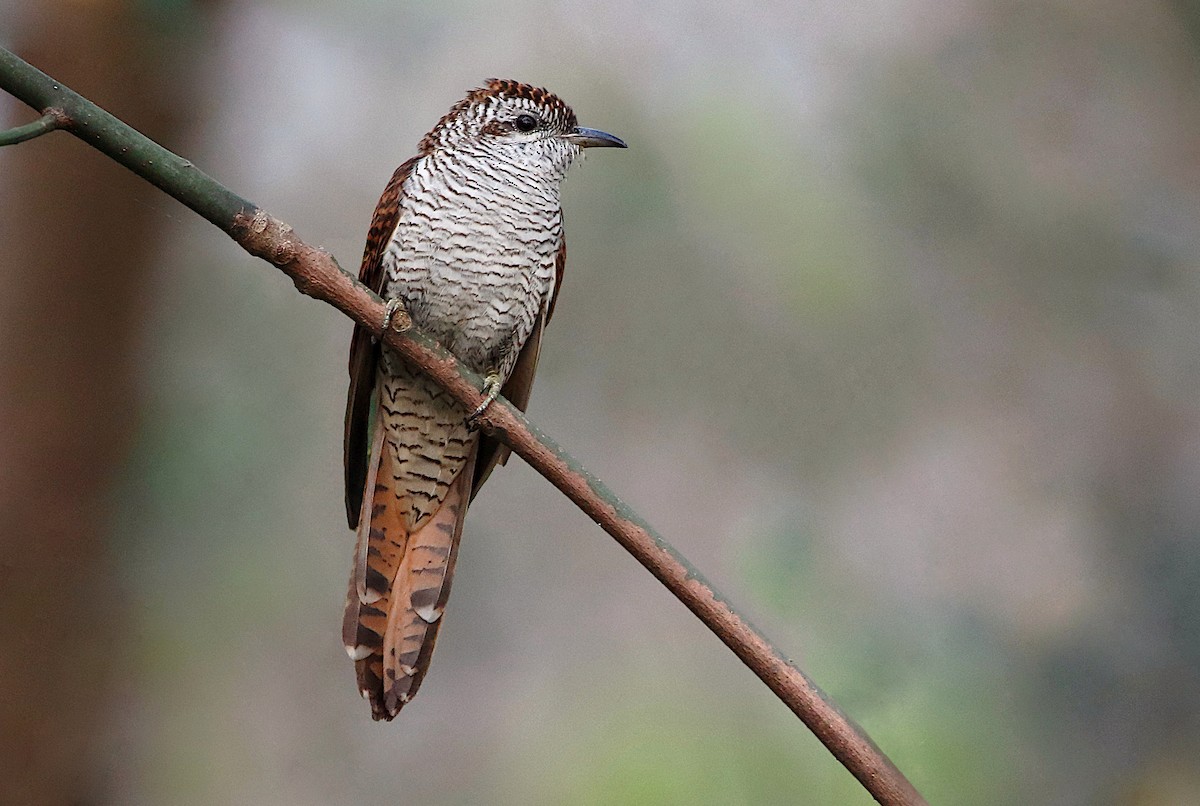 Banded Bay Cuckoo - Novelkumar M S