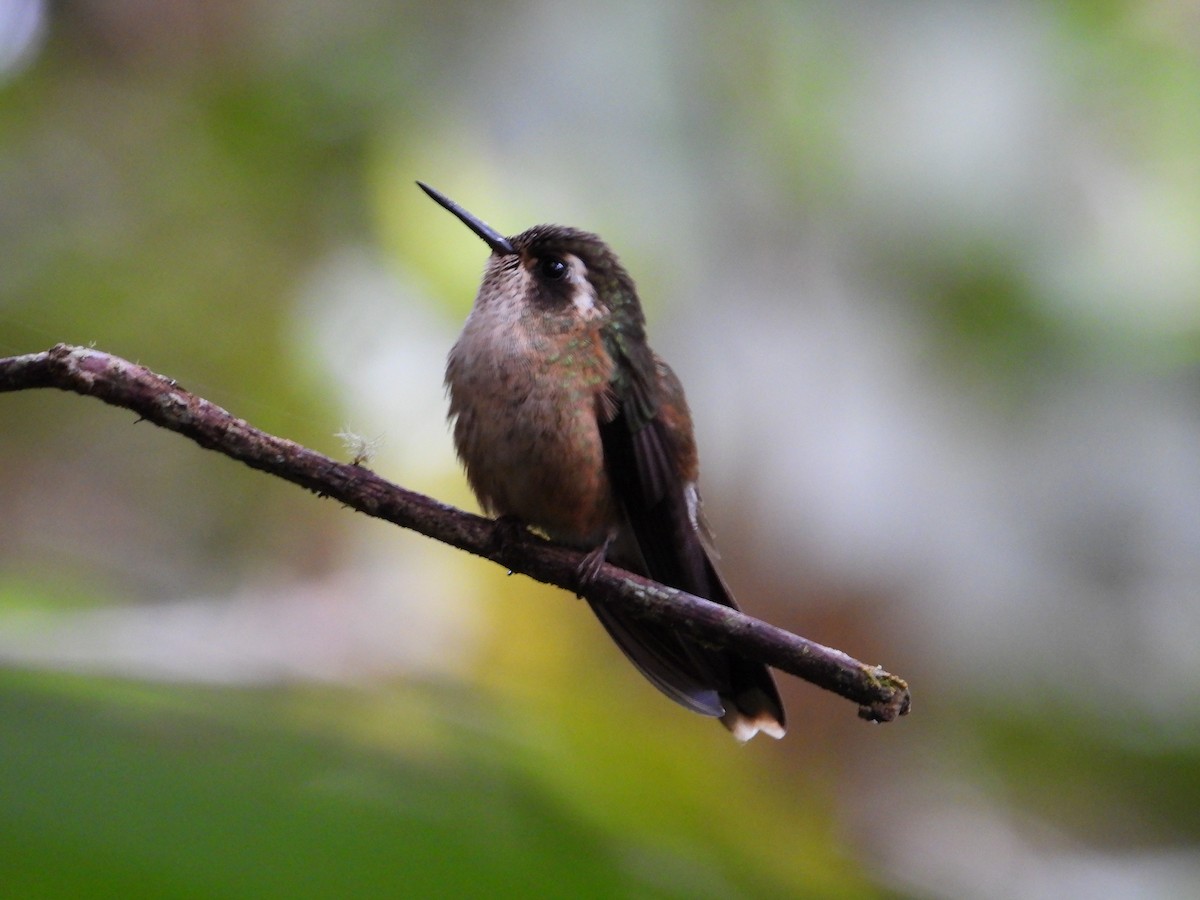 Speckled Hummingbird - ML251432341