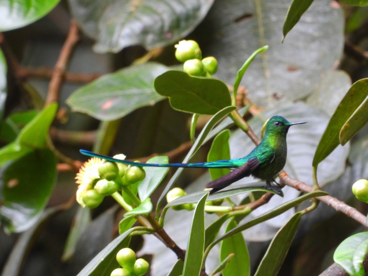 Long-tailed Sylph - ML251432361