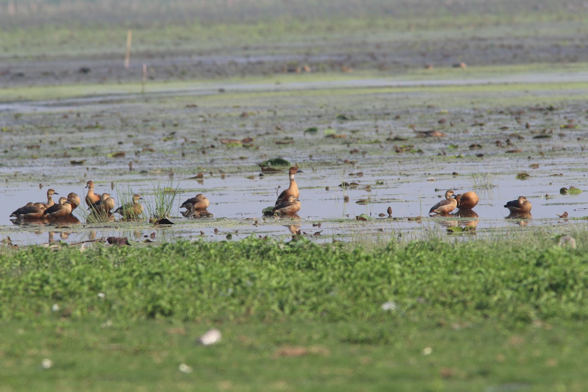 Fulvous Whistling-Duck - ML25143251